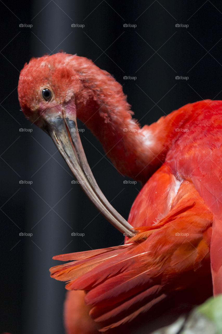 Close-up of a scarlet