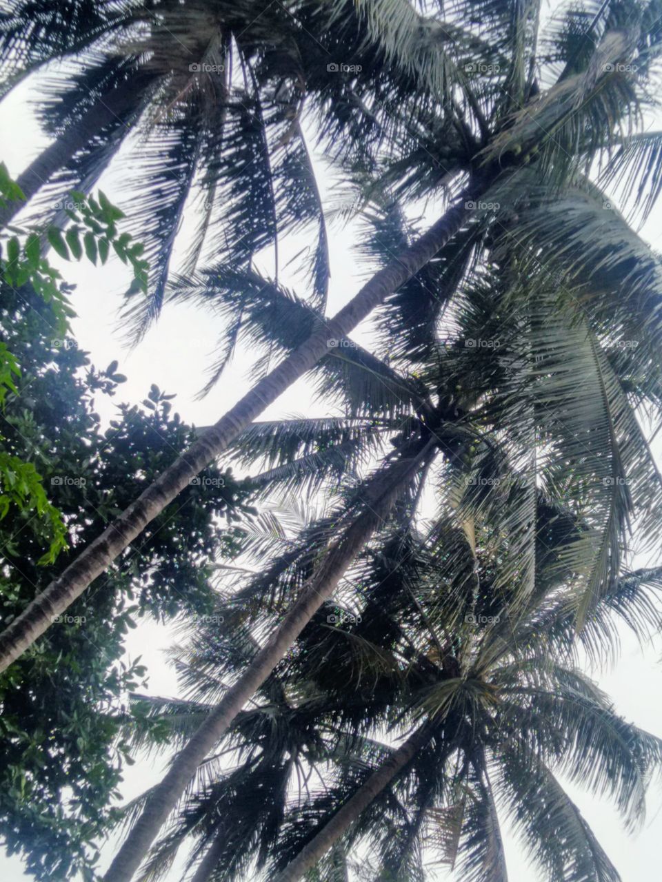 Coconut trees lined up
