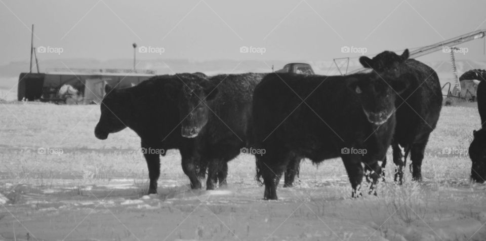 Montana winter livestock