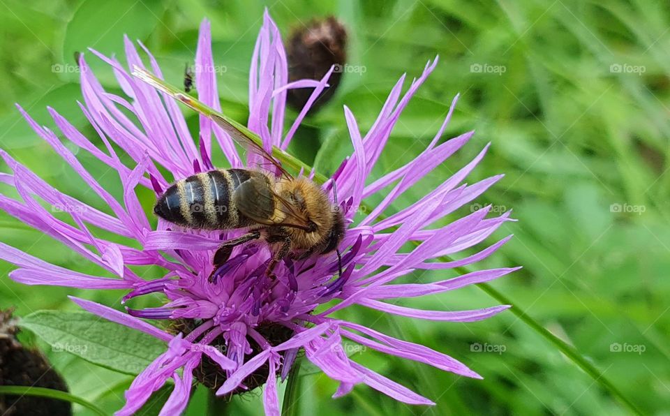 A small bee collects pollen