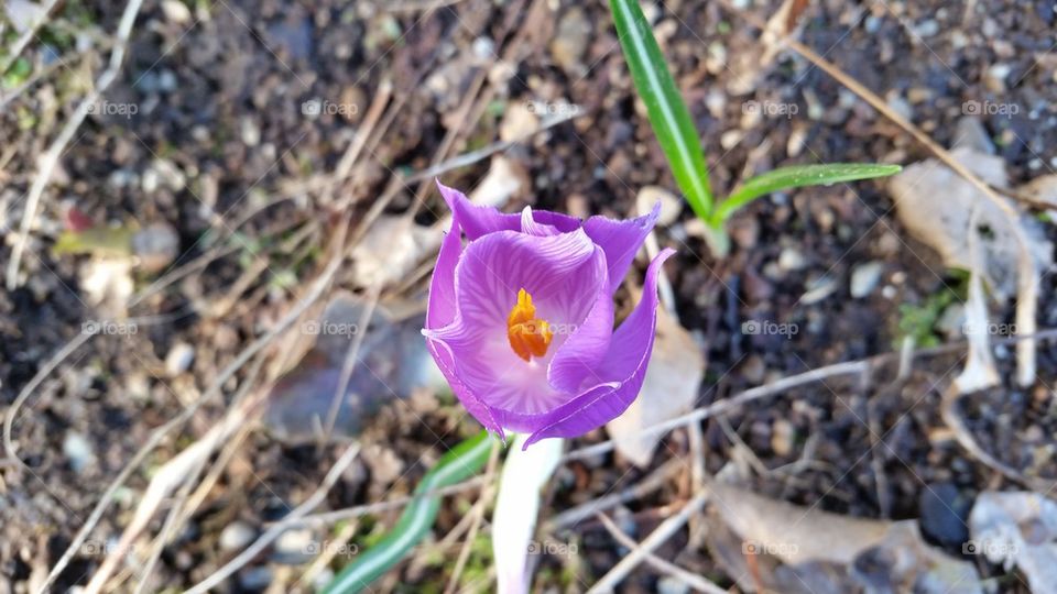 crocus