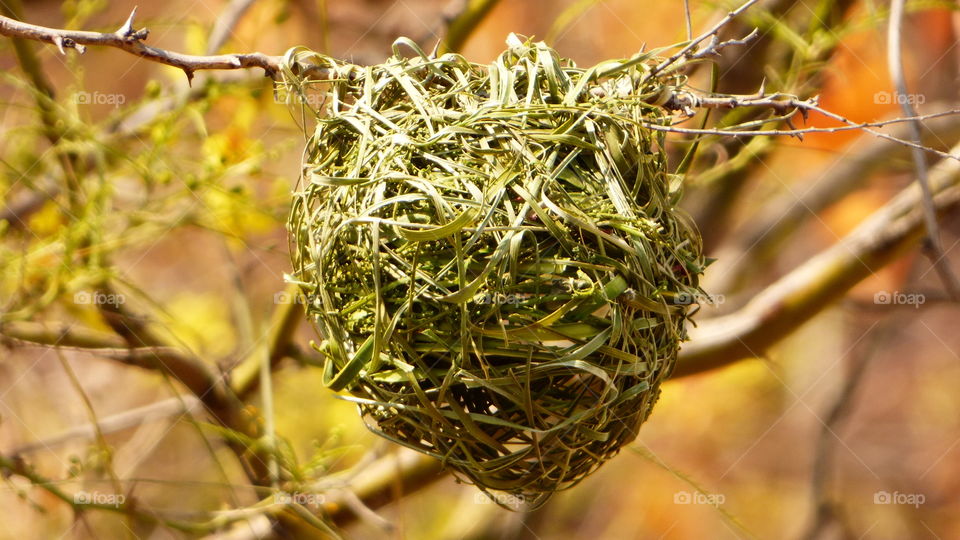 Nest