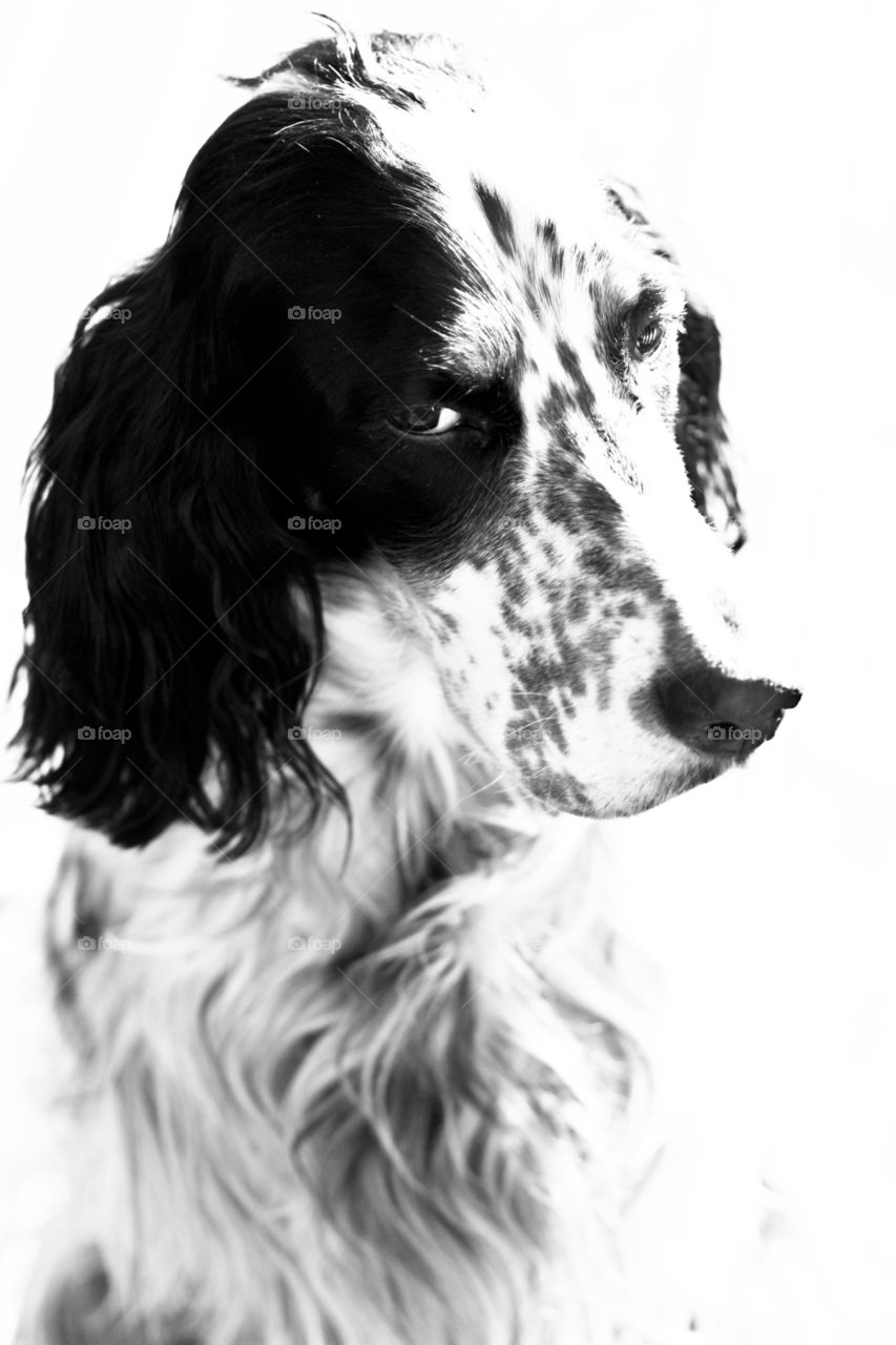 sun dog eye blackandwhite by Stianphoto