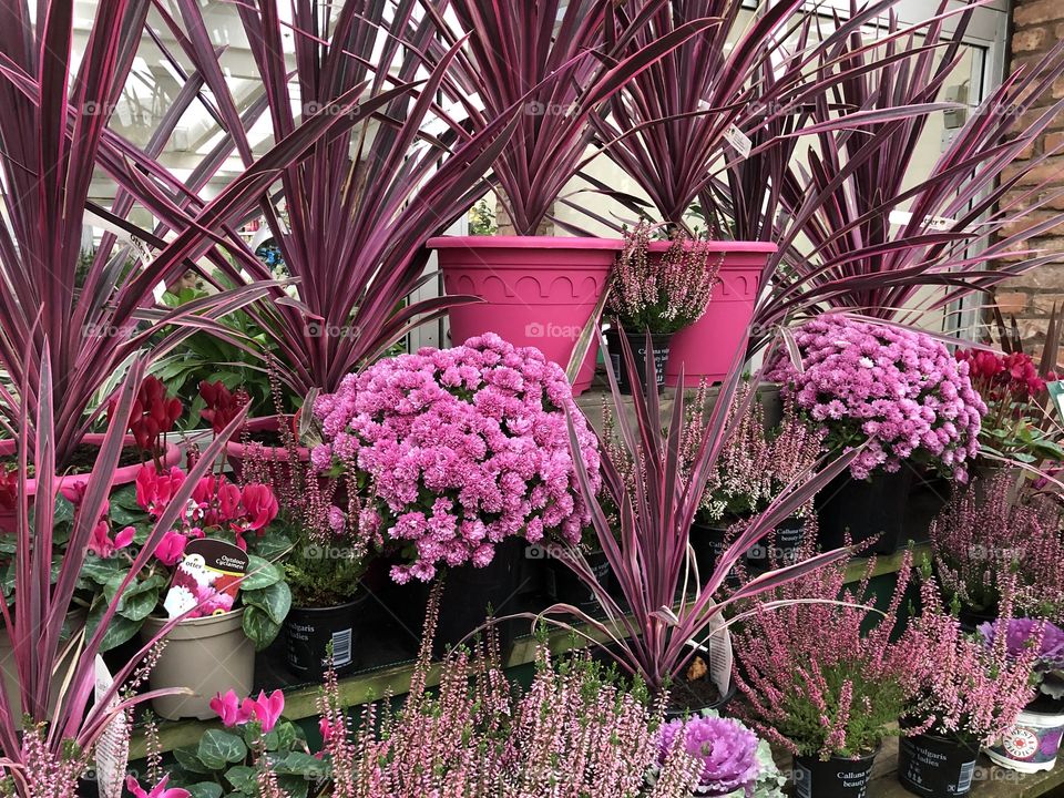 The color theme is rich in beauty and the overall presentation rather lovely.