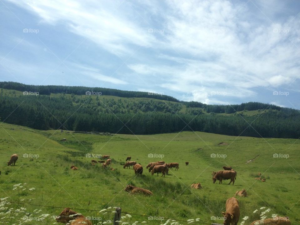 Scottish Cows