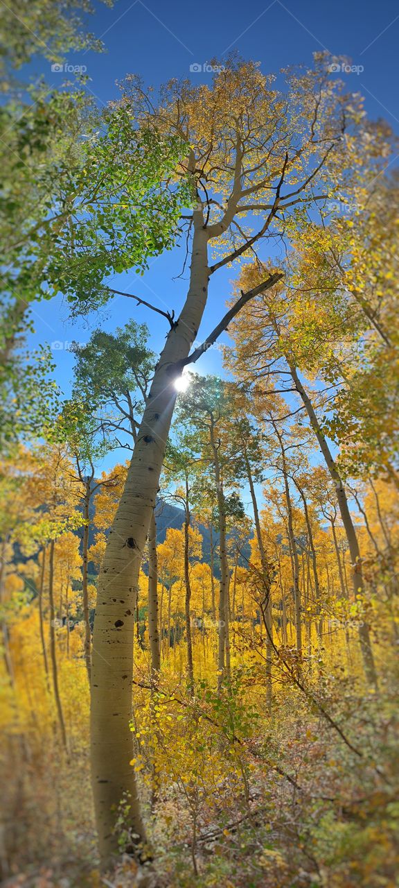 Fall colors in Colorado’s Aspen trees. Panoramic, closeup view of tall tree. 