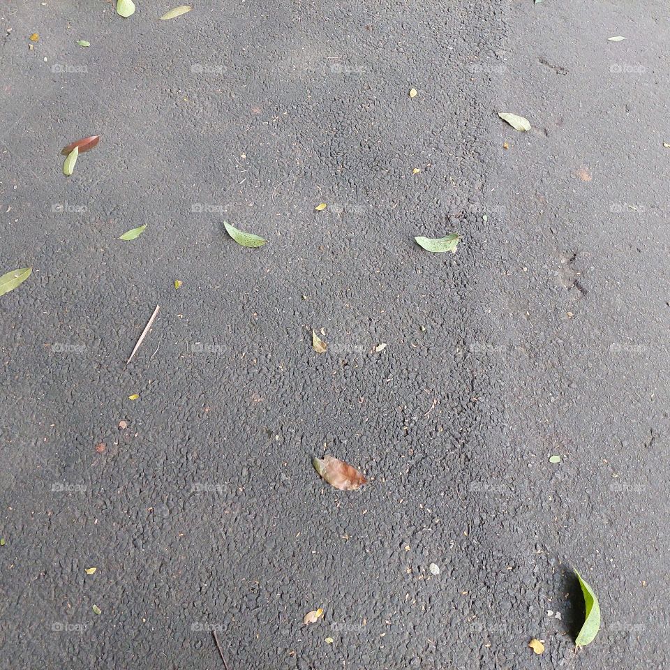 fallen leaves on the asphalt road