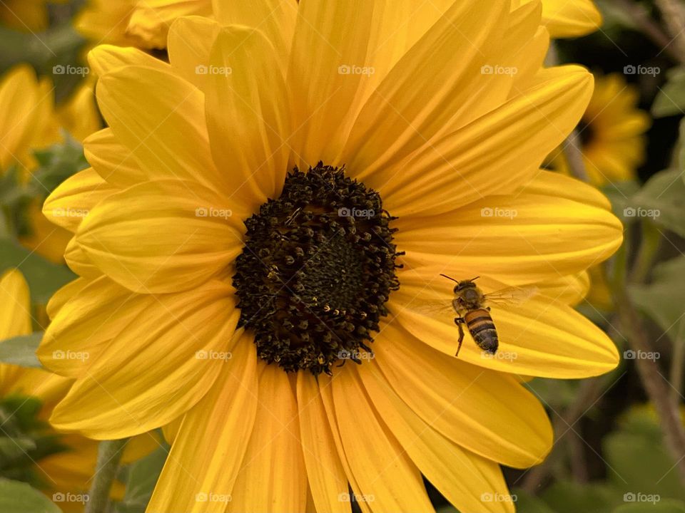 Honey bee pollinating a beautiful sunflower 