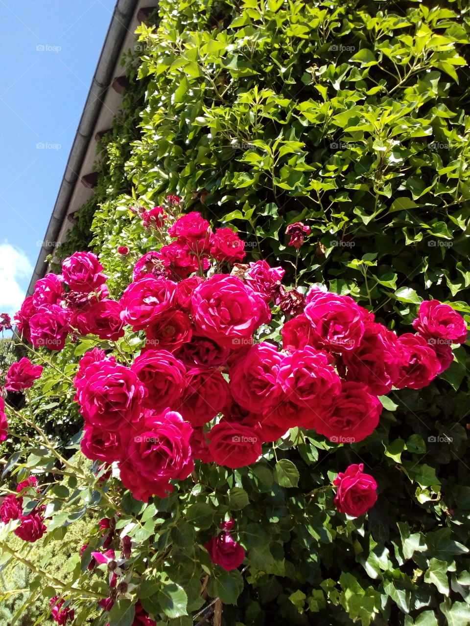 beautiful rose flowers in summer time