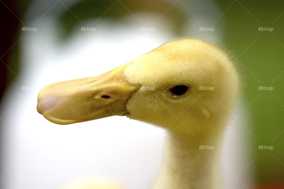 Close-up of a duckling