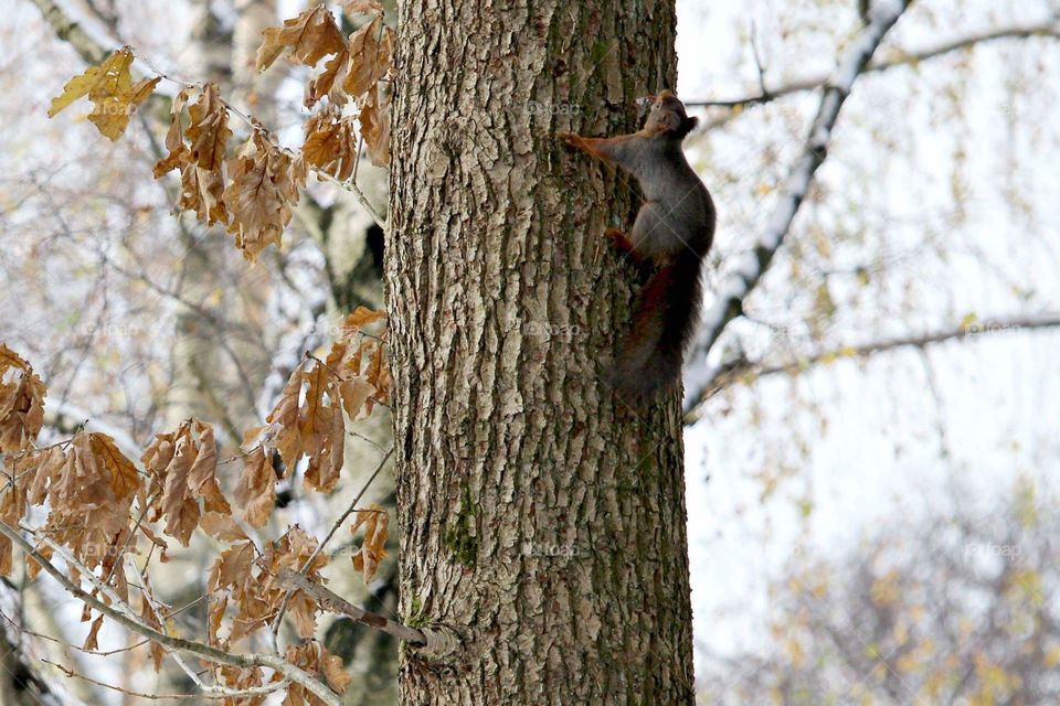 Squirrel in tree