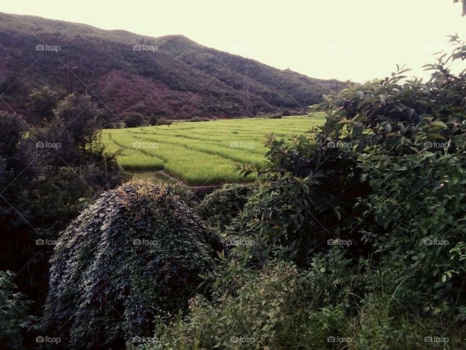 Agriculture, rice plants on the valley of hills