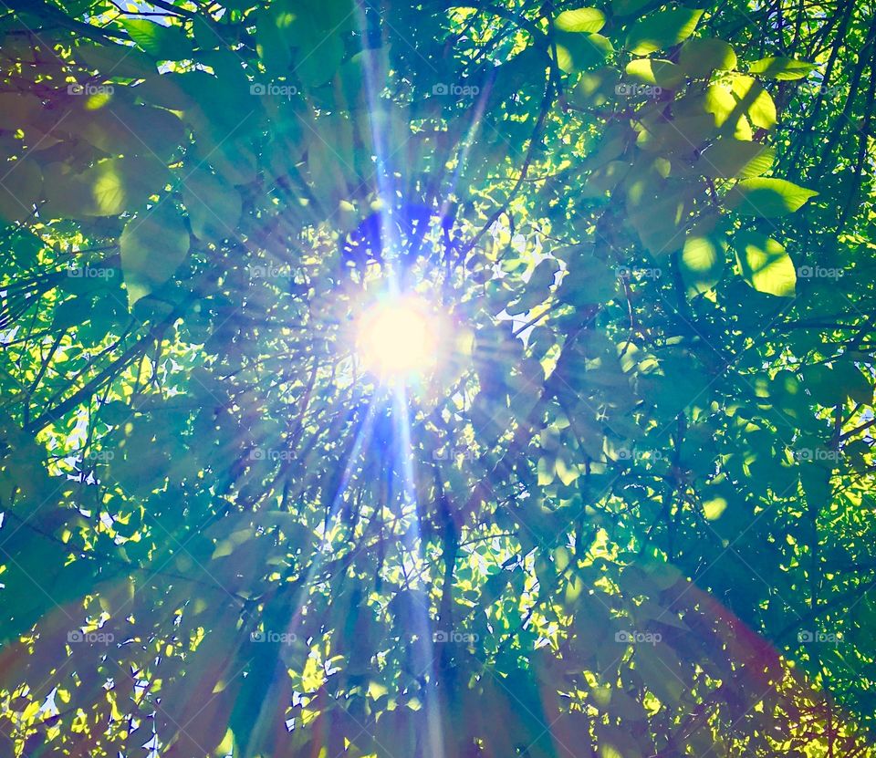 Sunlight thru trees