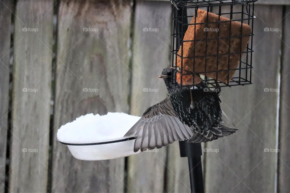 Starling bracing itself with a wing to keep from swinging around