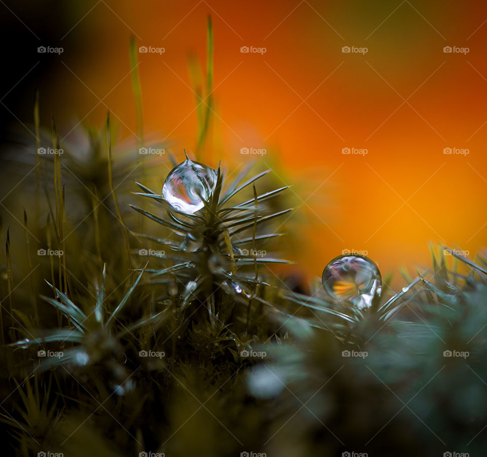 Close up of water drops on moss