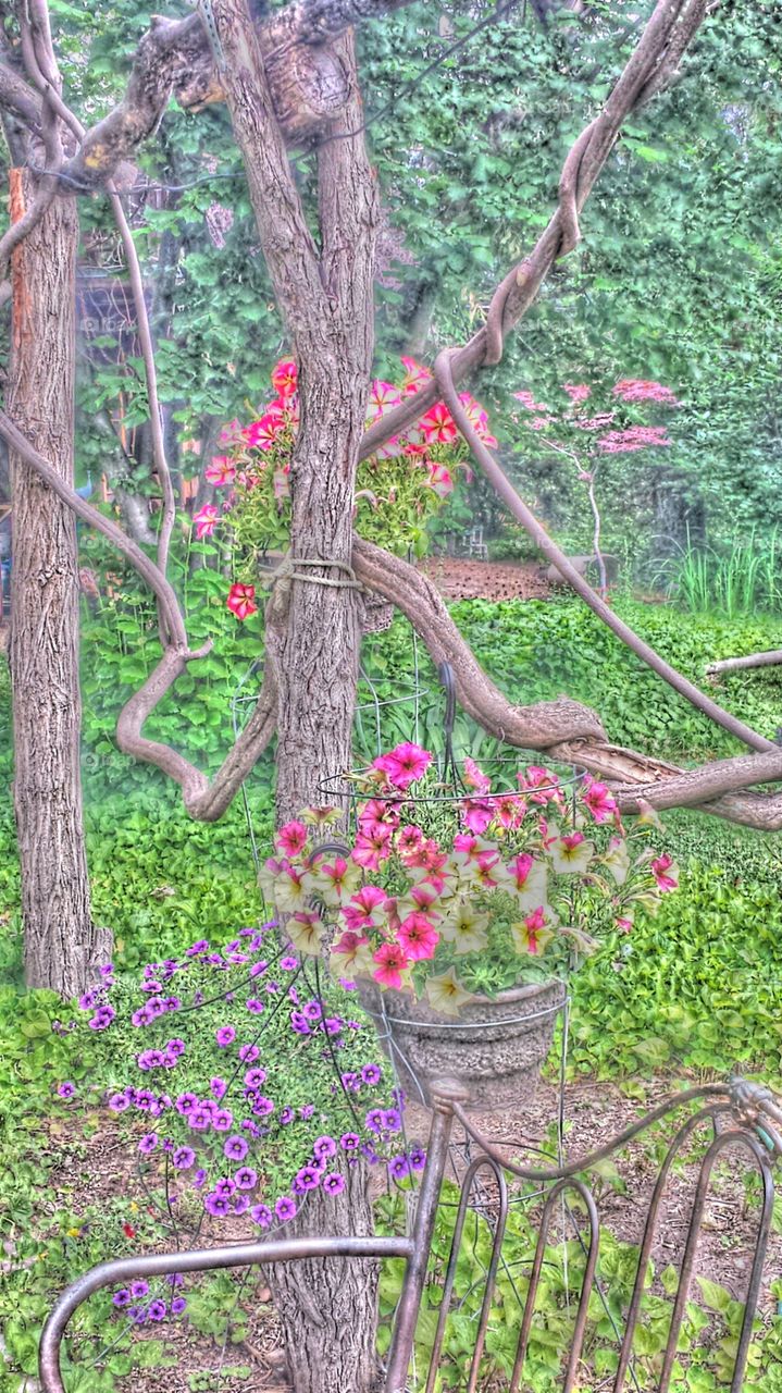 "Beautiful Backyard Garden"