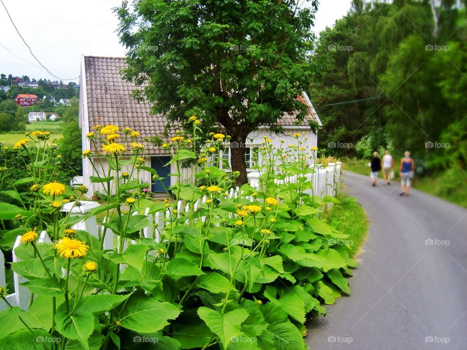 Summer at the countryside