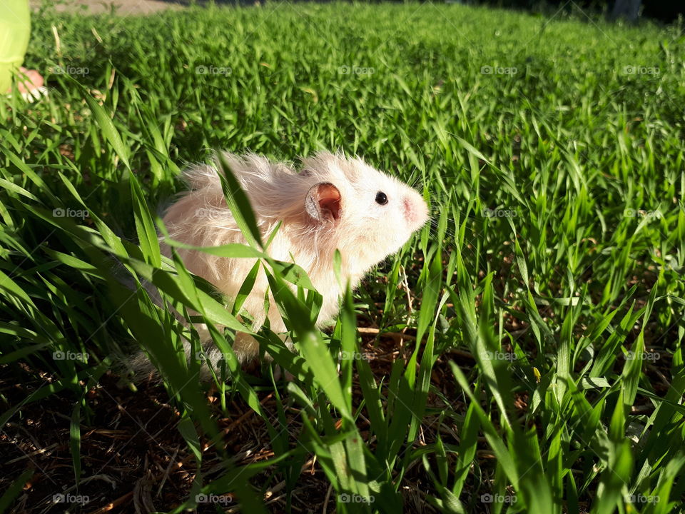 Hamster in the grass