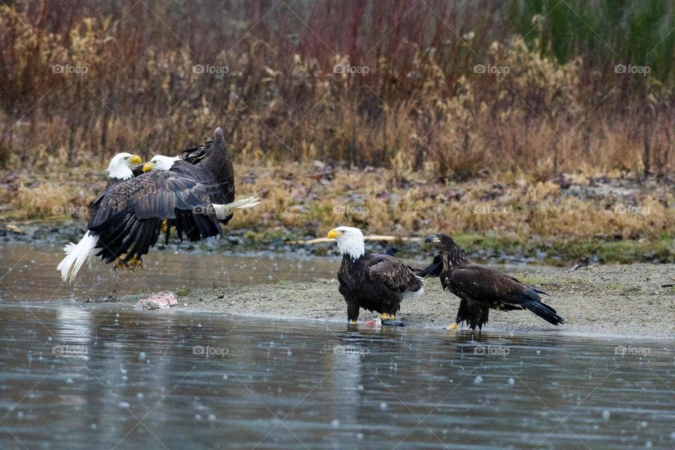 Bald eagle fight with spectators