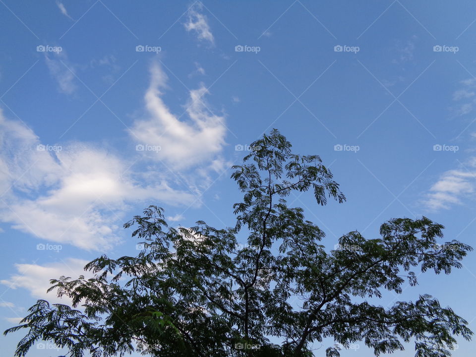 tree background cloudy sky