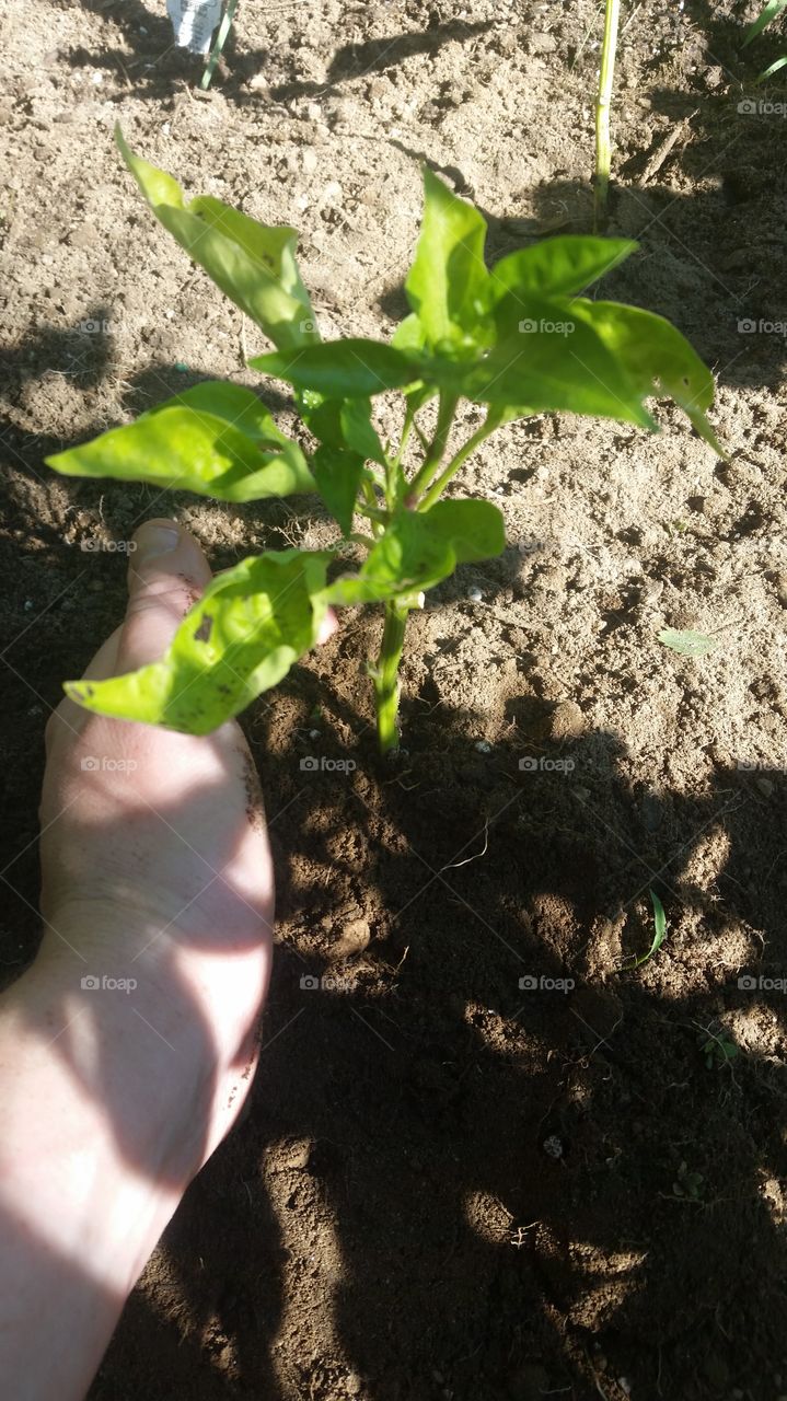 Newly planted red pepper shining in the sun!