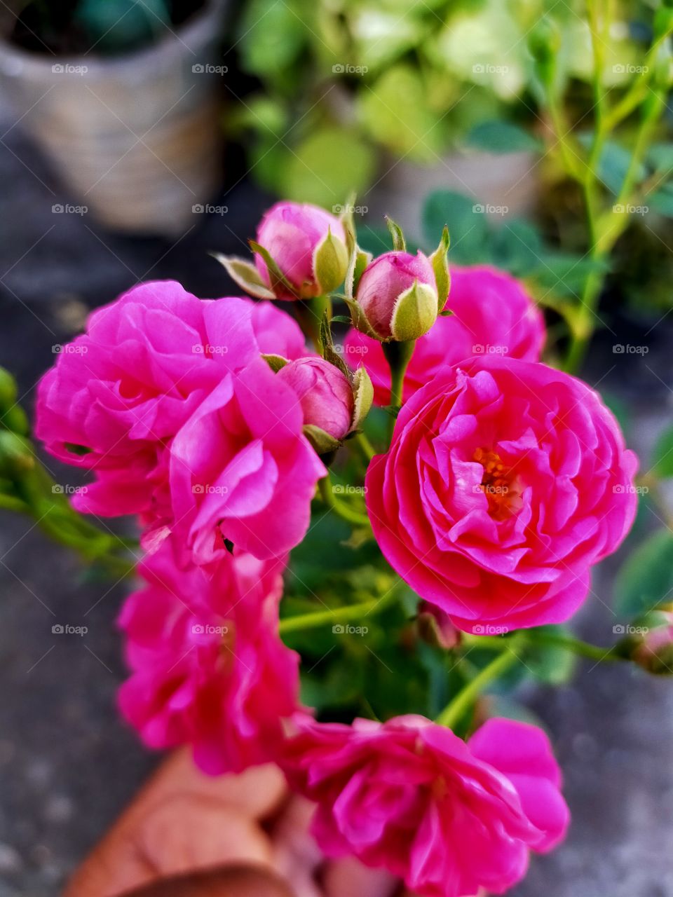 rose a flower in garden