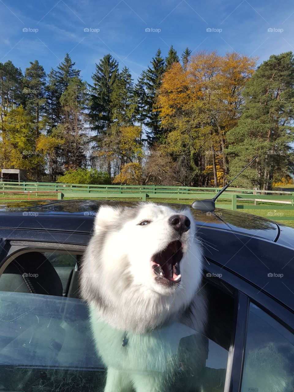 husky in car