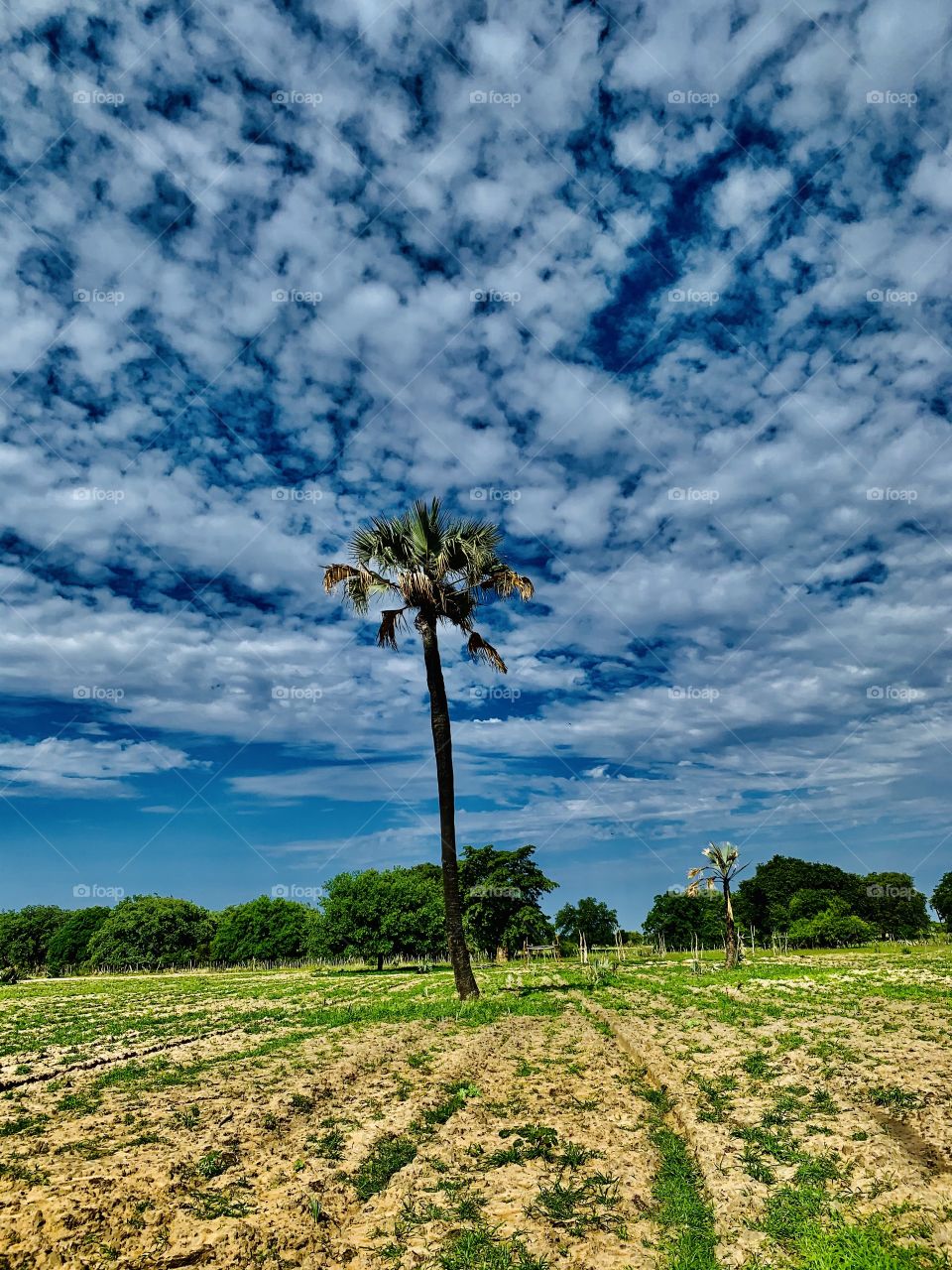 A beautiful view from the farm of a tall and wild palm tree. It’s in the middle of our mahangu field. With a beautiful blue and cloudy sky.