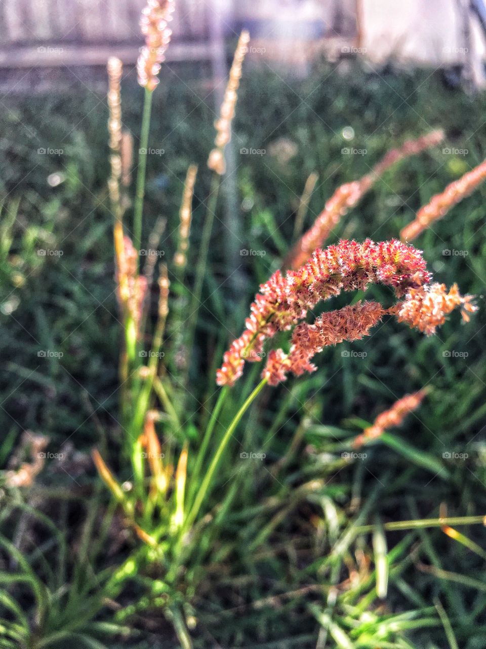 Weeds growing in the back yard. Hate to mow them, they bring such color! 