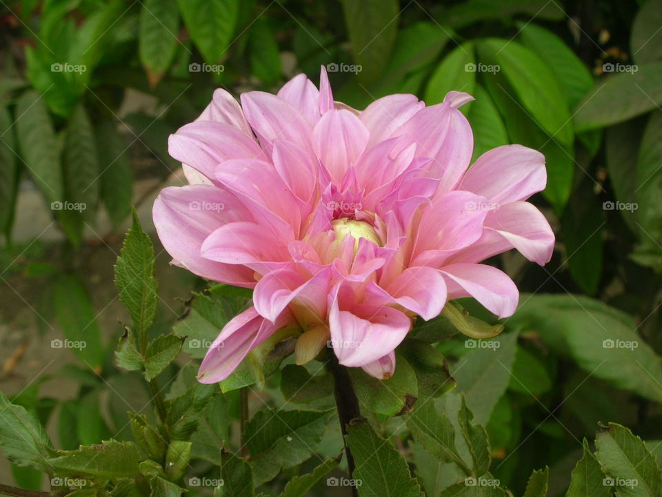 pink dhalia . nature 