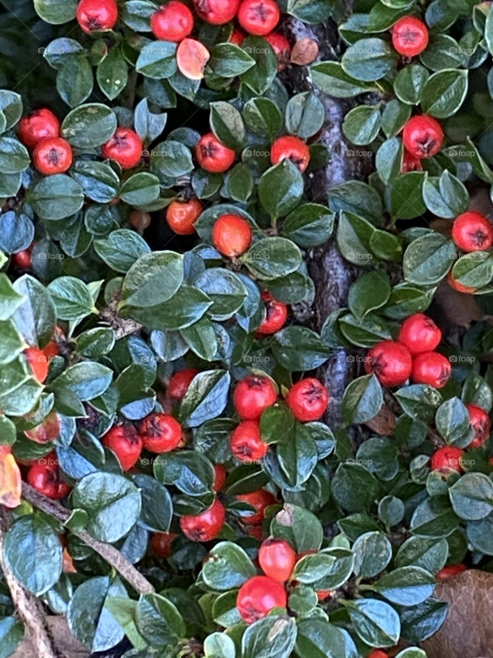 Some wild berries off the coast of South Devon, Uk In marvellous shape.