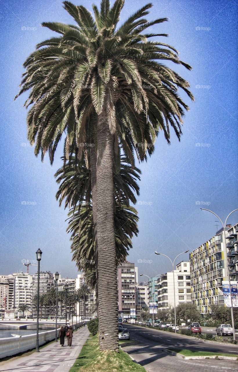 Beautiful Places. Palm Lined Drive Chile