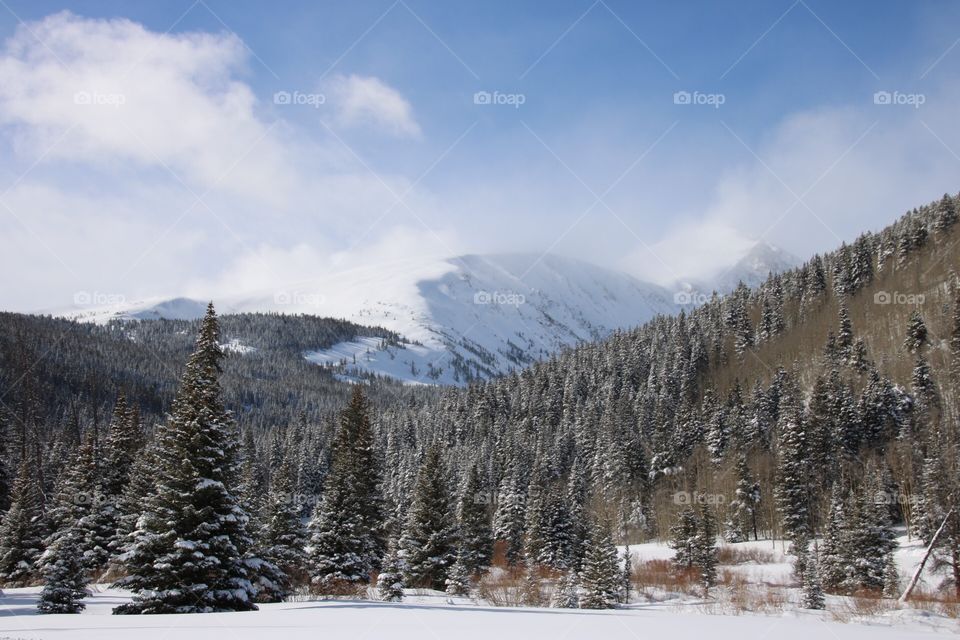 Snowy mountains and trees in Colorado. 