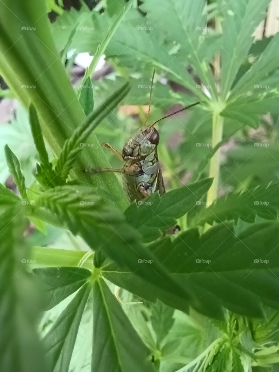 Marijuana Grasshopper