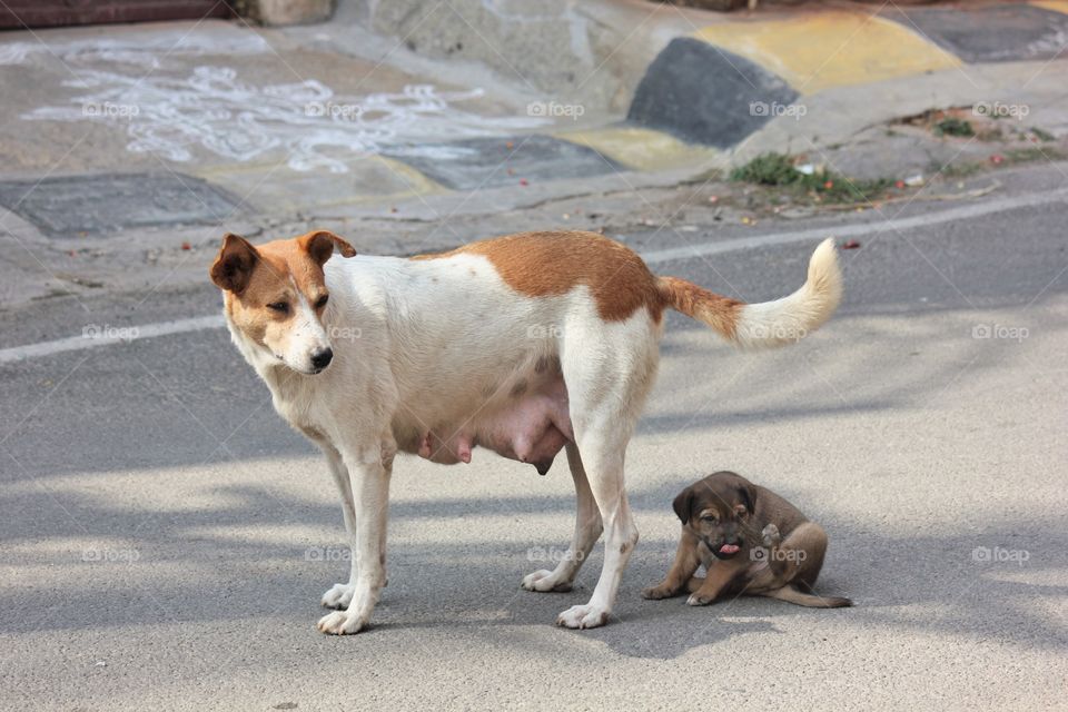 young puppy and mother