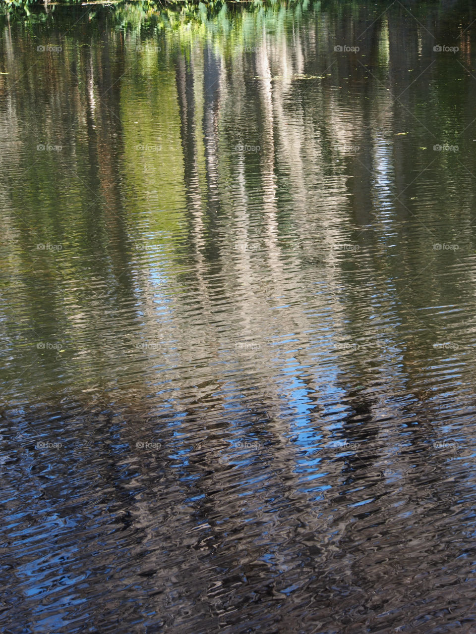 Ripple reflections of trees