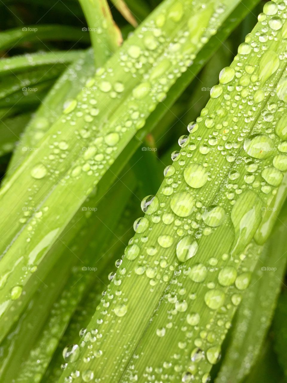 Rain drops collected on long leaves after a summer rain. 