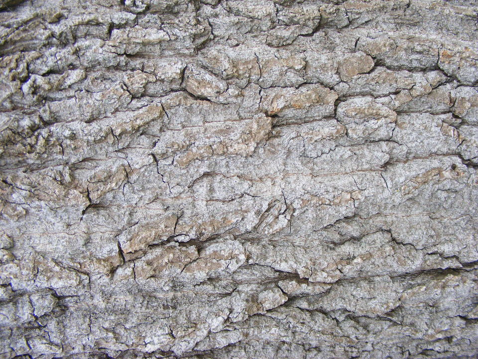 Rough bark