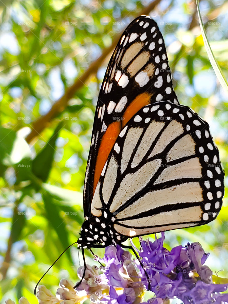 The beautiful monarch butterfly (Danaus plexippus) feeding on purple Chaste tree (Vitex agnus-castus) flowers.