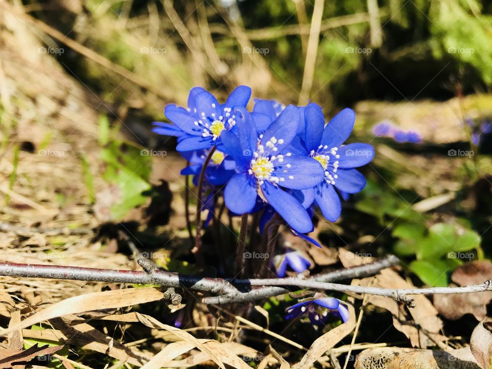 Common hepatica - spring flower 