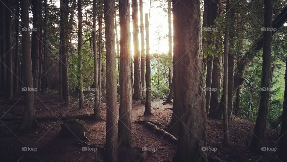 the sun shining through a canopy of large trees