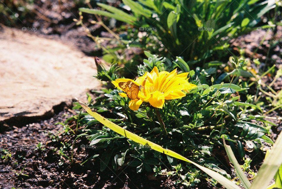 Butterfly. yellow.