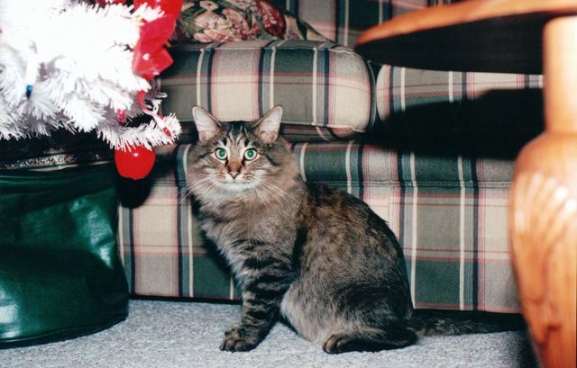 Cat at Christmas