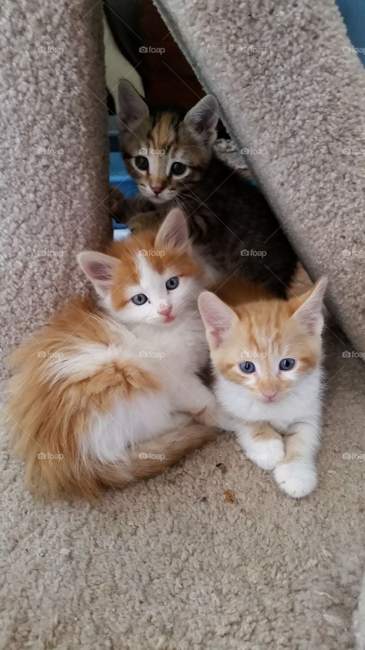 Two orange and white kittens with one brown tabby kitten