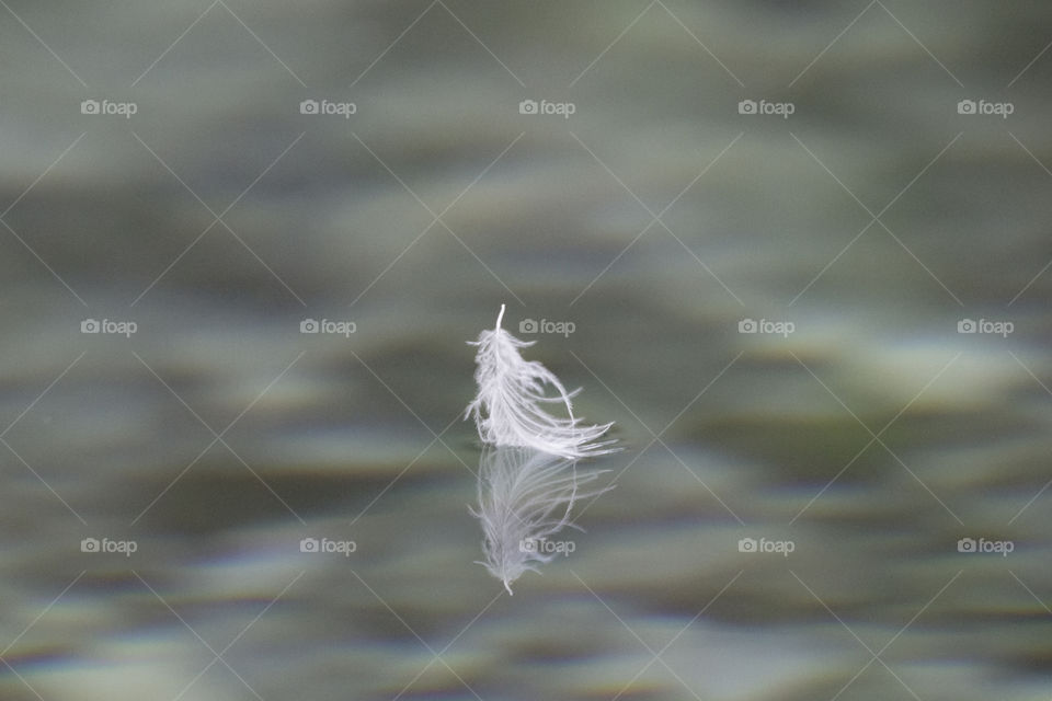 White feather floating on water reflections. 
Fjäder på vatten 