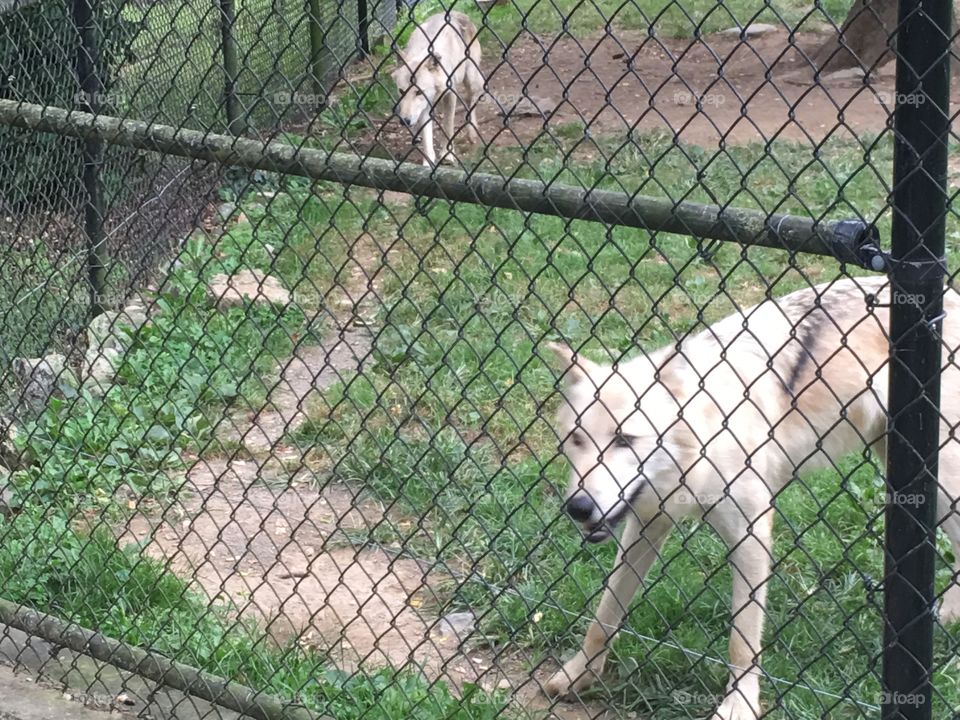 Nature, Fence, Zoo, No Person, Outdoors