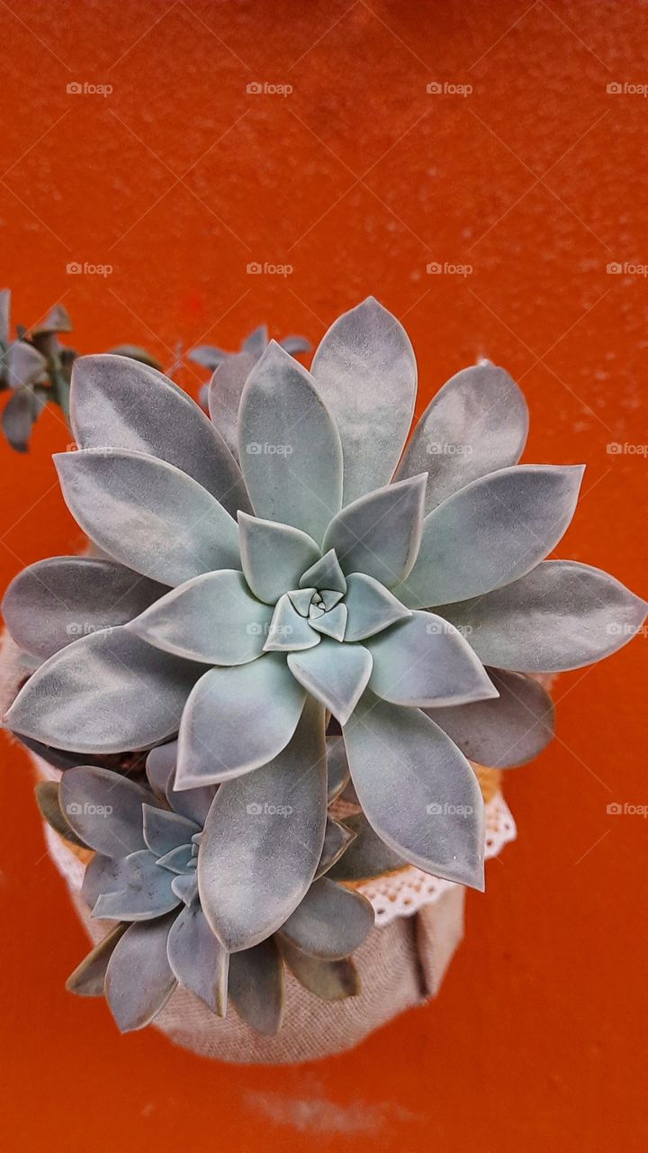 Desert plant in autumn,plant,Desert,botany,flower,floral,garden,gardening,blossom,blooming,season,nature,landscape,green,colorful,spring,summer,autumn