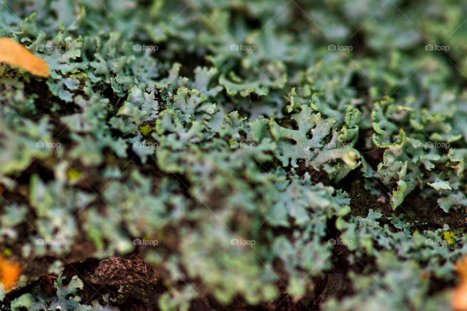 Exploring Macrophotos