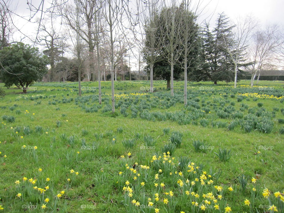 Landscape, Flower, Nature, Hayfield, Field
