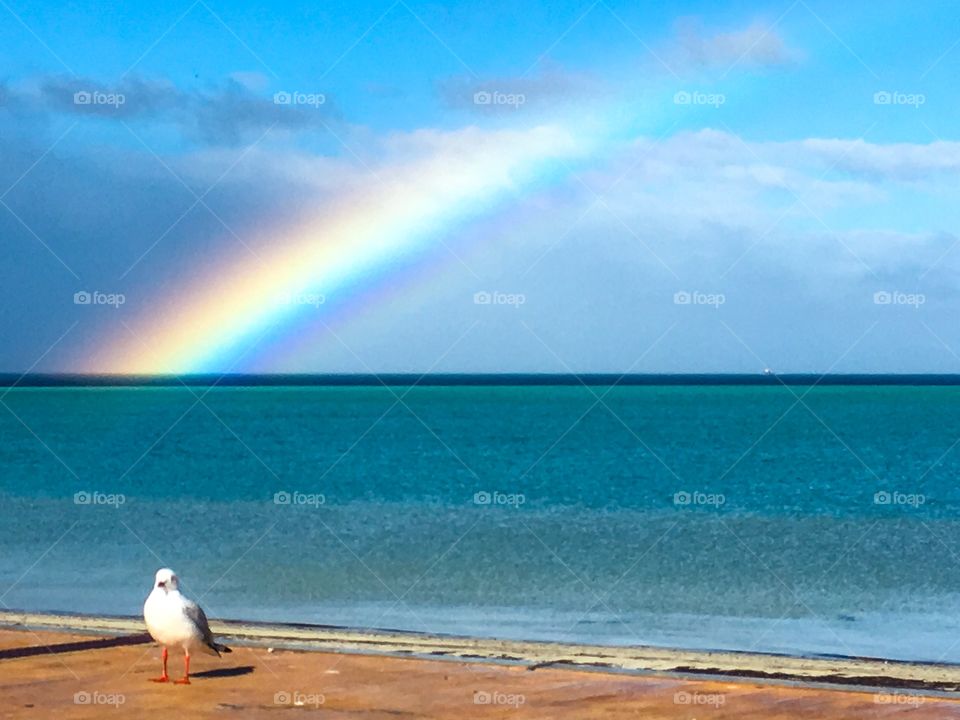 Bright rainbow over ocean seagull foreground